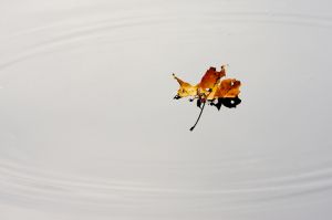 IMG_8501.jpg